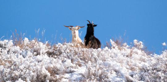 小巴依冰碴驹俐—来自天山雪线的味道